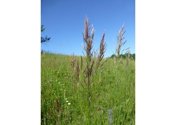 Aufrechte Trespe (Bromus erectus) - © Philipp Sengl